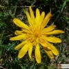 Tragopogon pratensis -- Wiesen-Bocksbart